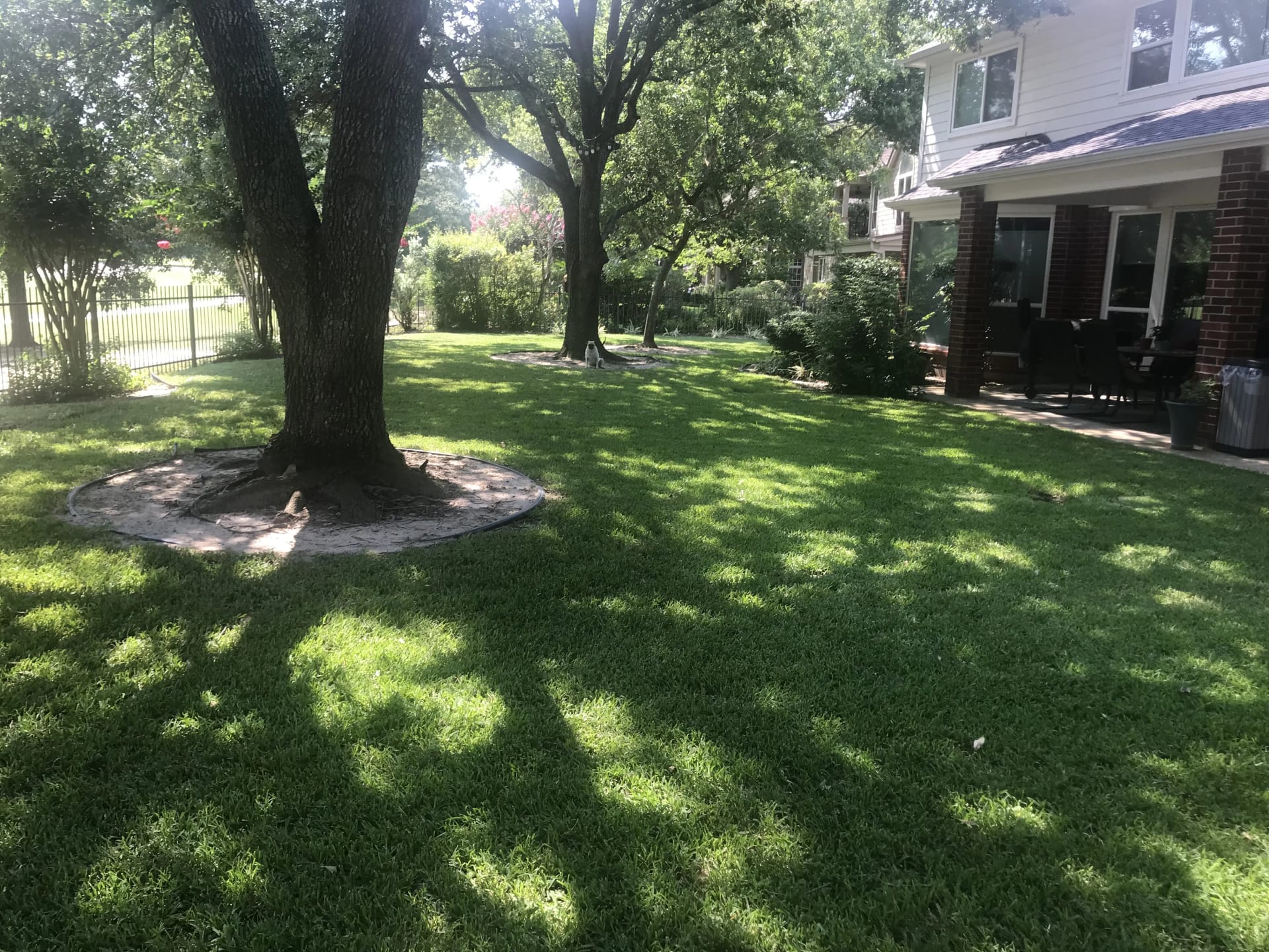 After: Complete Lawn Renovation